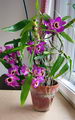 Dendrobium, Noble Dendrobium, Sentinel Orchid

